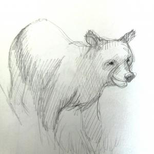 drawing of a bear