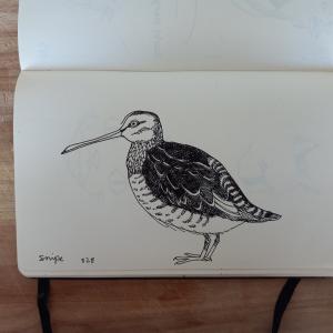 drawing of a bird